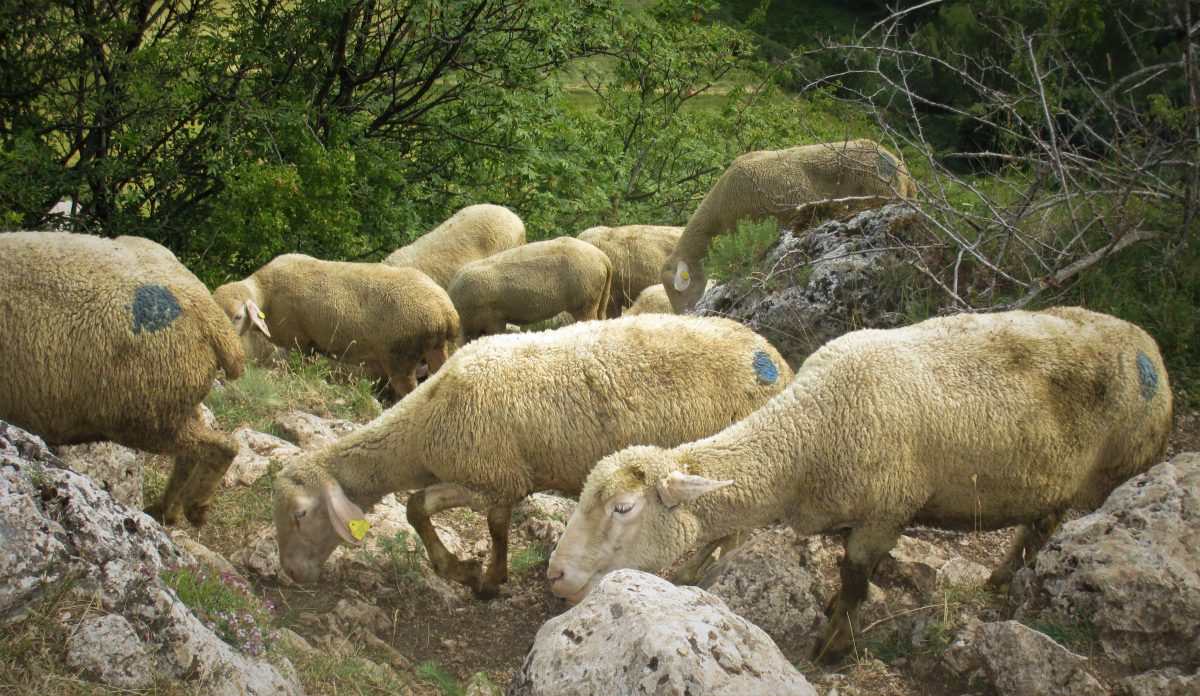 La voce e la memoria. Storie di pecore, uomini ed altri animali